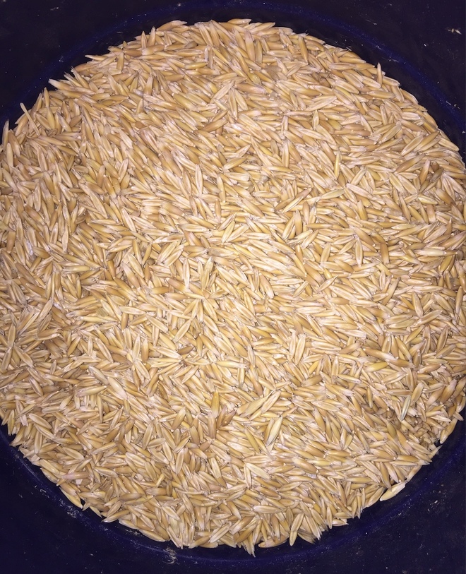 Feed Oats Good Sample x 120 m/t Grain & Seed Oats For Sale